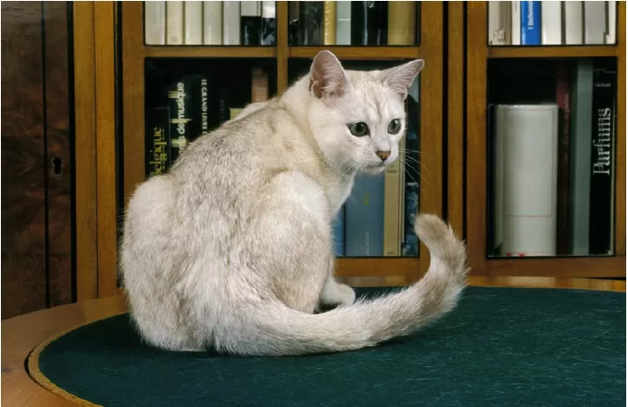 Mèo Burmilla