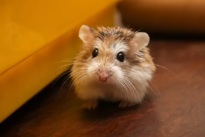 Hamster lùn Roborovski