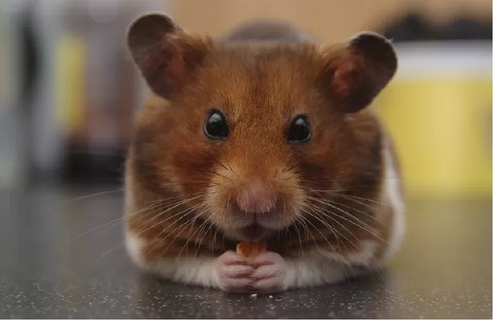 Hamster Syria
