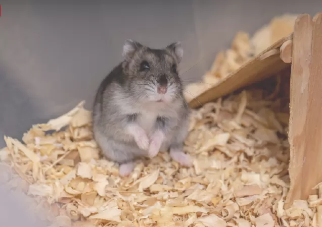 Campbell's Dwarf Hamster