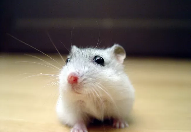 Winter White Dwarf Hamster