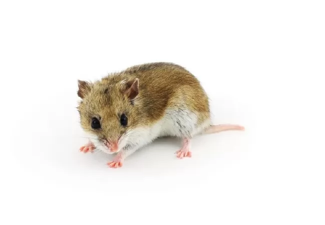 Hamster Trung Quốc