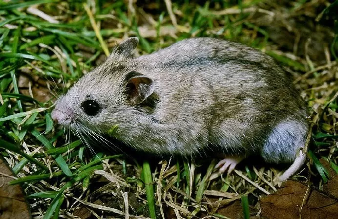 Hamster sọc Trung Quốc