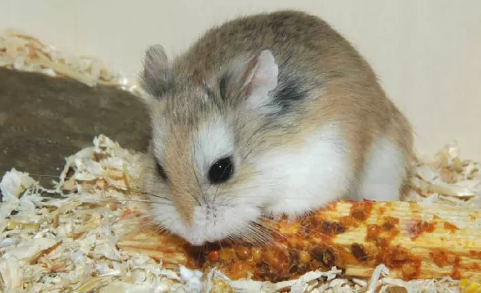Hamster Romania