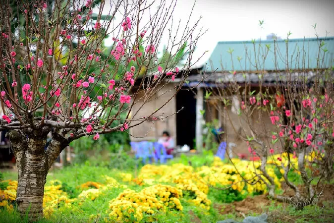 Kìa mùa xuân Cao Bằng - Vũ Đan Thành
