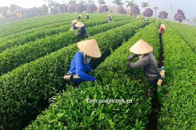 Tình người du khách - Sen Nguyễn