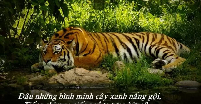 Nhớ rừng - SGK Ngữ văn lớp 8 tập 2