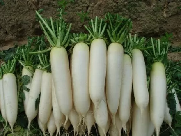 Củ cải đường