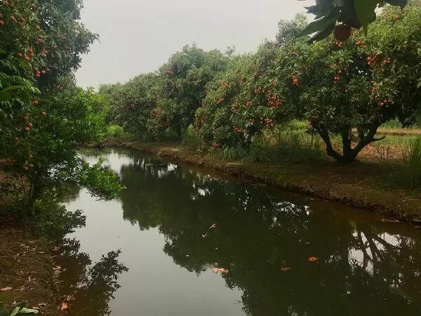 Mùa vải Thanh Hà - Nguyễn Đình Huân