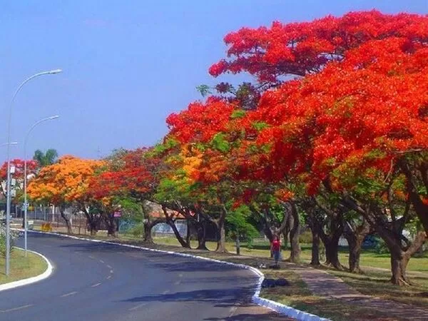 Hải Phòng vào hạ - Tạ Thăng Hùng