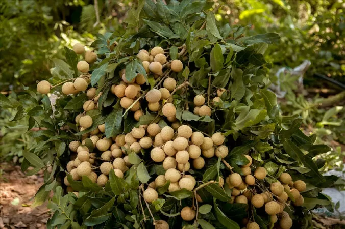 Món quà Hưng Yên - Nguyễn Nhật
