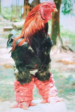 Gà Đông Tảo Hưng Yên - Vu Dung