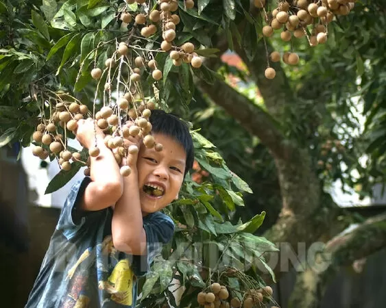 Về quê em - mùa nhãn (Duy Hùng)