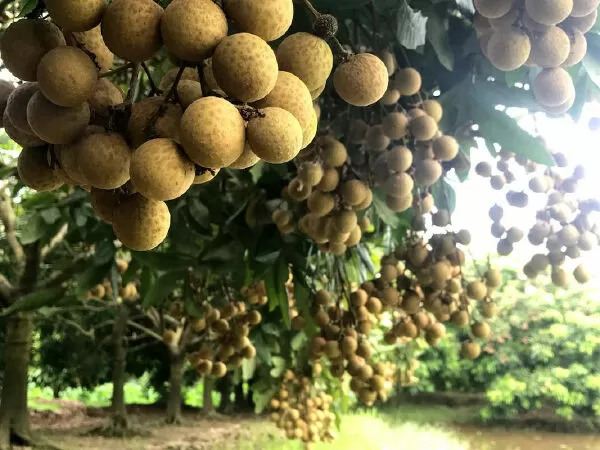 Hưng Yên mùa nhãn chín - Tạ Thăng Hùng