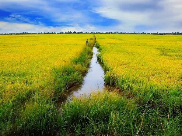 Mời anh về quê lúa - Nguyễn Hiền Hương