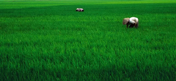 Em muốn làm dâu quê lúa - Kiều Trang