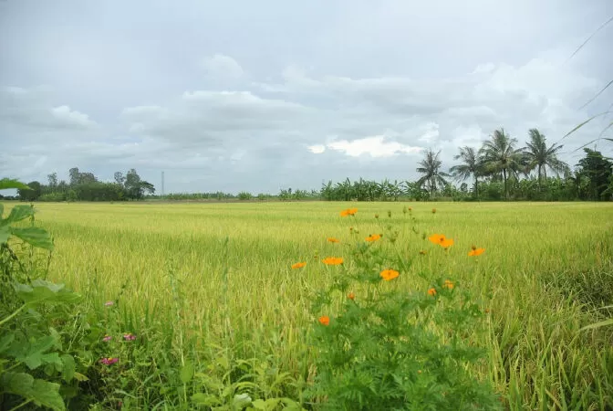 Thái Bình quê em - Ngân Ngân