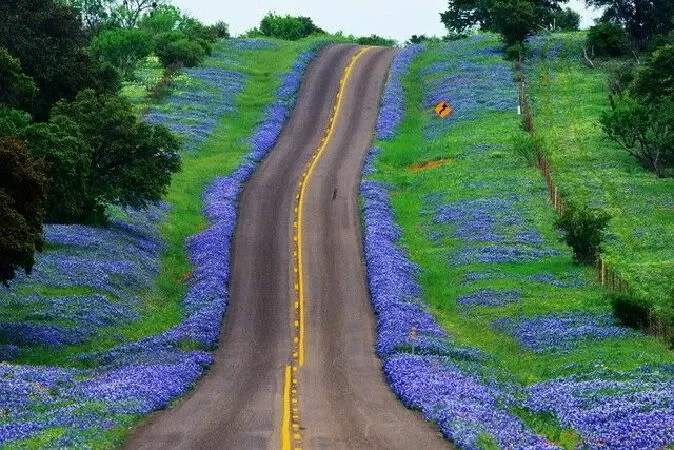 Đường mòn hoa len mũ xanh, Texas
