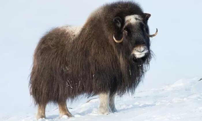 Bò đực Ox/Bò xạ hương