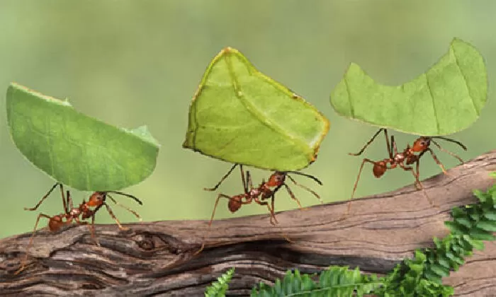 Kiến TiềuPhu
