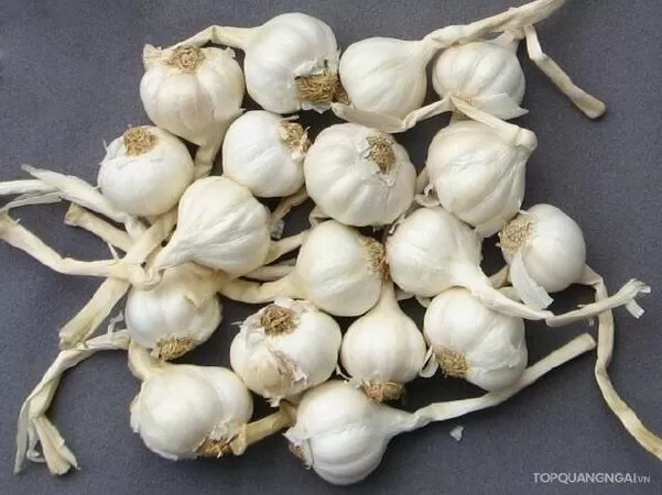 Tỏi Lý Sơn