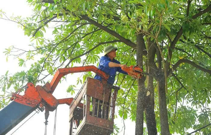 Cắt tỉa cành cây