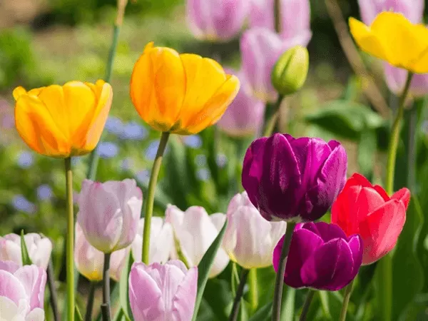 Hoa tulip-