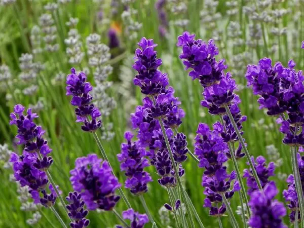 Hoa oải hương- Lavender