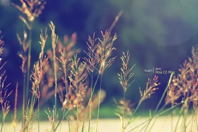 Top 10 bài thơ về các loài hoa hay nhất