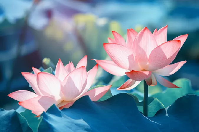 Sen và Em - Phan Thúc Định