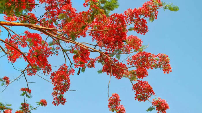 Ve phượng gọi hè - Nguyễn Toàn Năng