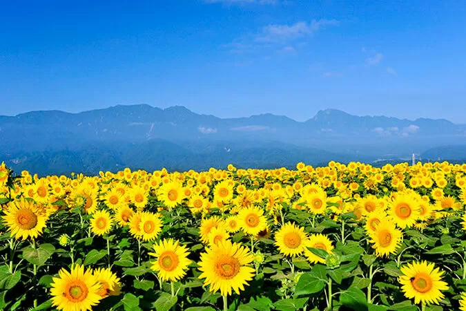 Vàng Sắc Hoa Hướng Dương - Nguyễn Thị Thuần