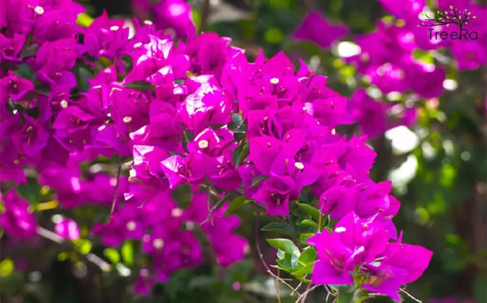 Hoa giấy nhà em - Thiên Ân