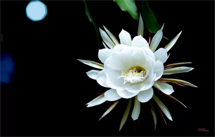 Màu trắng hoa quỳnh – Huỳnh Minh Nhật