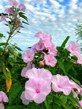 Một lần hoa muống biển - Hà Văn Thùy