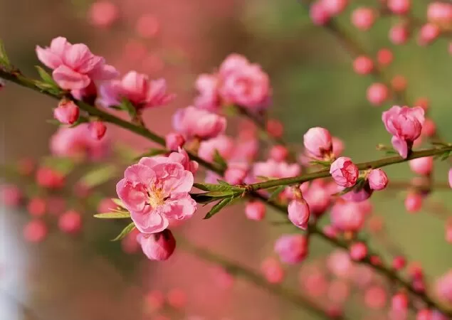 Lời ru của thầy - Sưu tầm