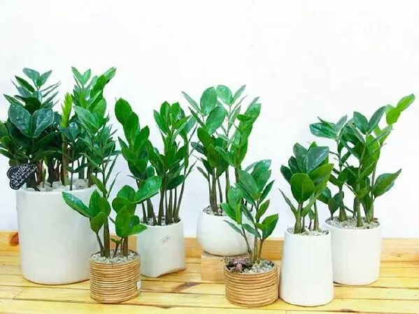 Công ty TNHH TMDV cây cảnh Nhà Xanh