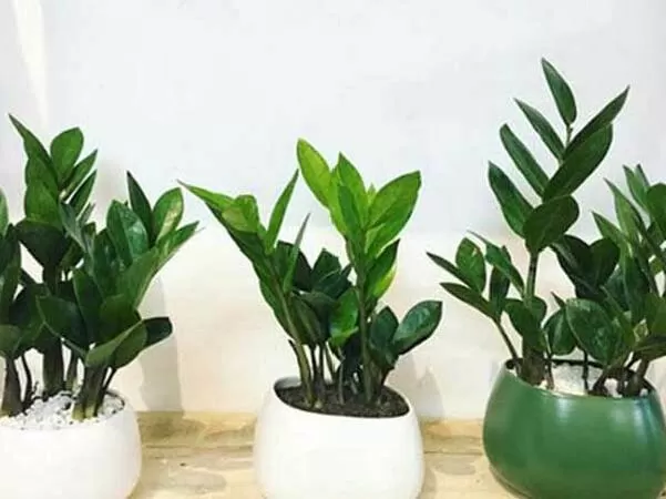 Công Ty Cổ Phần Lộc Xanh