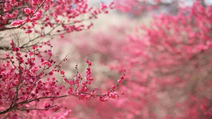Lời chúc đầu năm - Thu Hiền