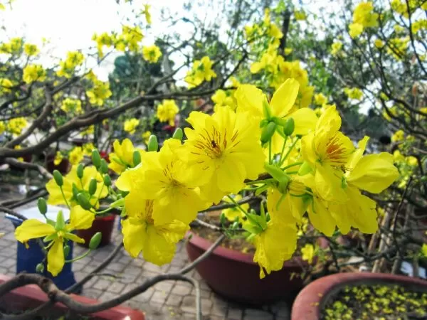 Xuân đất nước - Hoàng Như Phượng