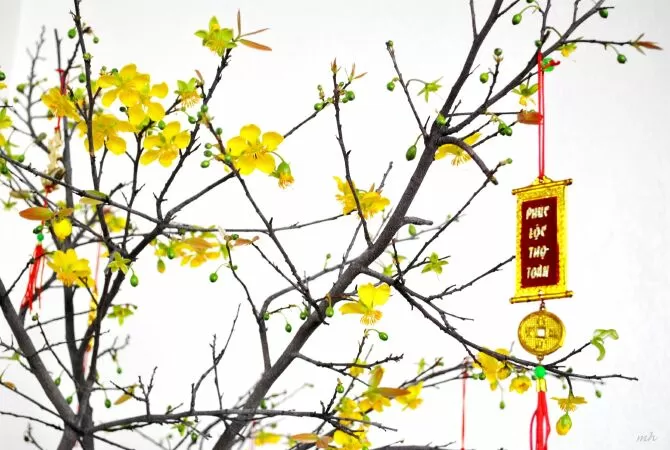 Sắc xuân - Nghi Lâm