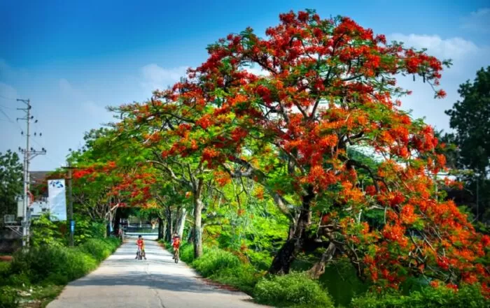 Dưới trưa