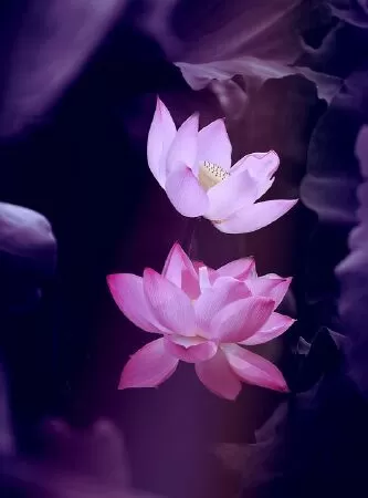 Hồ Tây mùa sen nở - Phan Huy Hùng