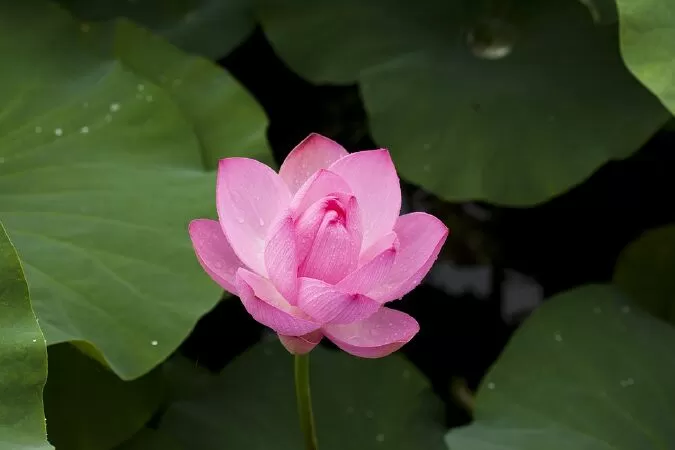 Top 15 bài thơ hay nhất về hoa sen