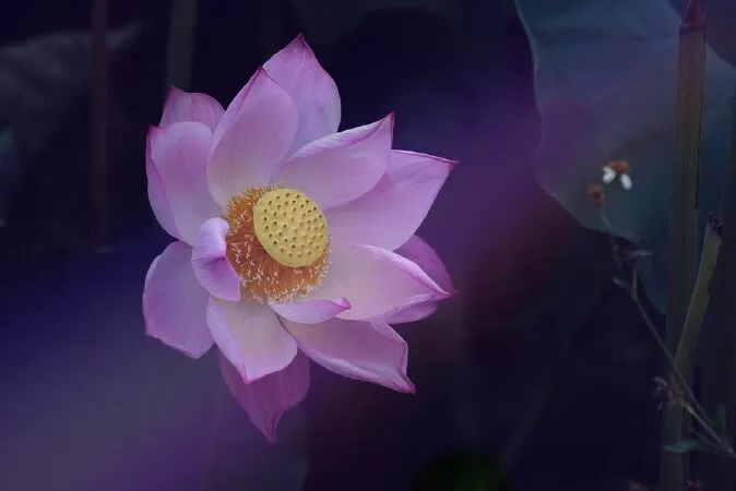 Sen của riêng em - Lâm Bình