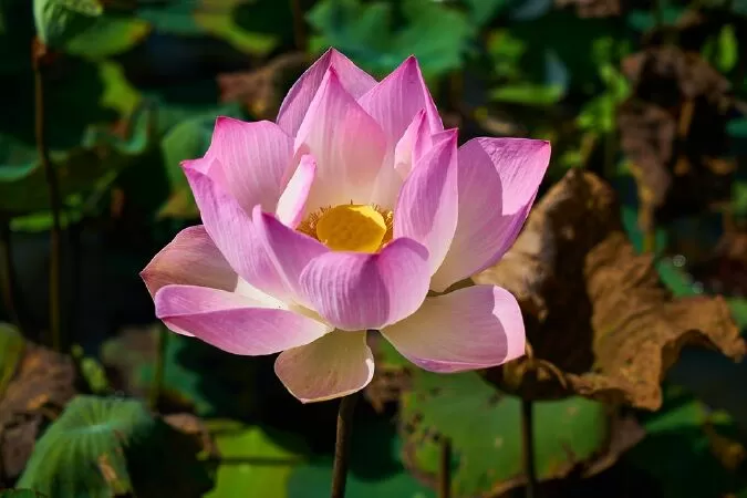Ký ức về hoa sen – Nguyễn Văn Pứ