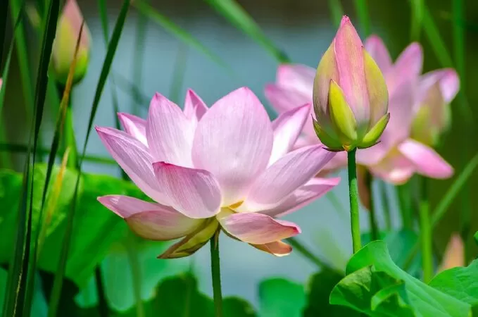 Cảm tác Sen - Khuyết danh