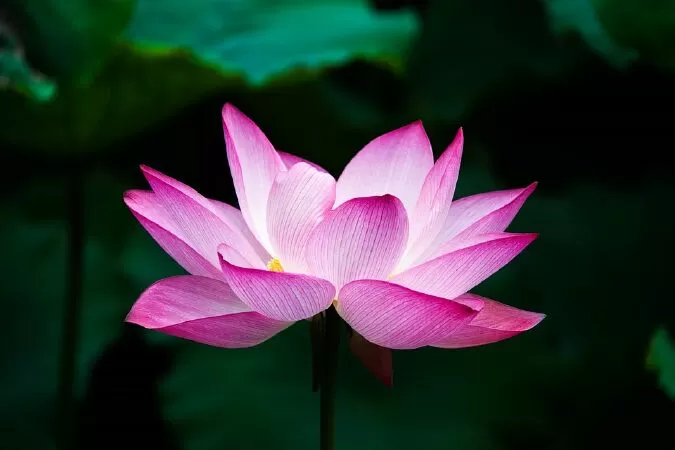Lục Bát Bông Sen - Nguyễn Thánh Ngã