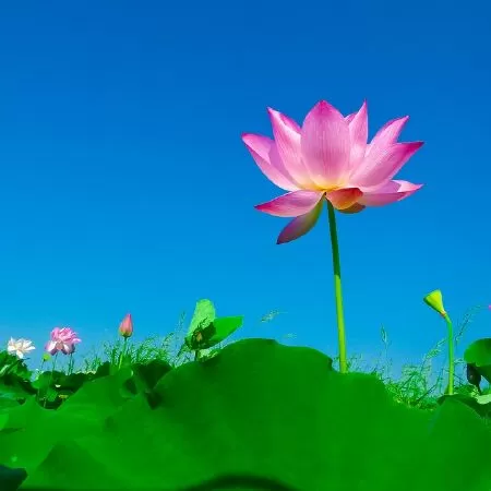 Cảnh sen tương tư - Thiên Ân