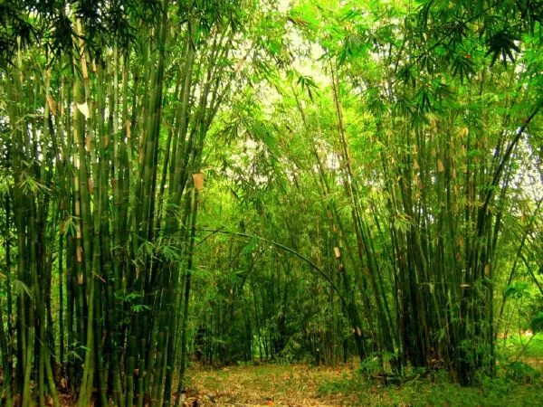 Thương Chiếc Cầu Tre - Thiên Ân